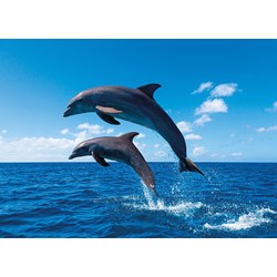 Tactic (53864) - "Dolphin Paradise" - 1000 piezas