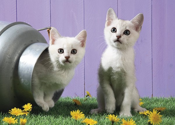 Schmidt Spiele (57361) - "Cat Sisters" - 500 piezas