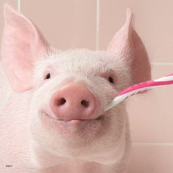 Ravensburger (08028) - "Funny Animal Portraits" - 49 piezas