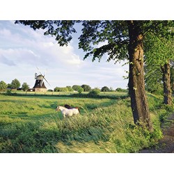 Ravensburger (16635) - "Horse From Wind Mill" - 2000 piezas