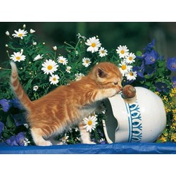 Ravensburger (14104) - "Curiosity" - 500 piezas