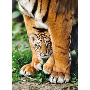Clementoni (35046) - "Bengal tiger cub between its mother's legs" - 500 piezas