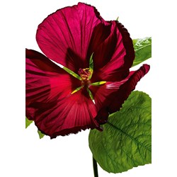 Ravensburger (19442) - "Hibiscus Flower" - 1000 piezas