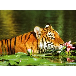 Ravensburger (14245) - "Tiger entre the water lilies" - 500 piezas