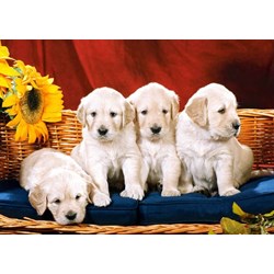 Castorland (C-101771) - "Puppies with Sunflower" - 1000 piezas