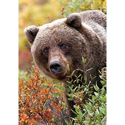 Trefl (10518) - "Grizzly, Alaska, USA" - 1000 piezas