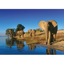 Heye (29595) - Alexander von Humboldt: "Thirsty Elephants" - 1000 piezas