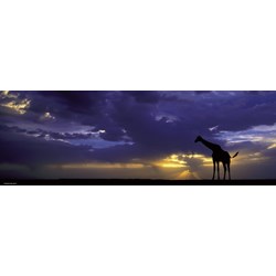 Heye (29471) - Alexander von Humboldt: "Sunset" - 1000 piezas