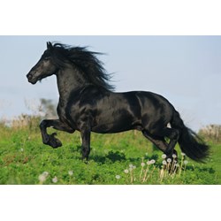 Schmidt Spiele (55588) - "Horses" - 26 48 piezas