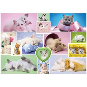 Schmidt Spiele (58230) - "Cuddly Cats" - 1000 piezas