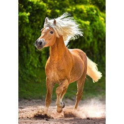 Castorland (B-52981) - "Running Haflinger" - 500 piezas