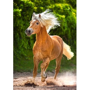 Castorland (B-52981) - "Running Haflinger" - 500 piezas