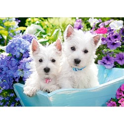 Castorland (B-066100) - "Westie Puppies" - 60 piezas