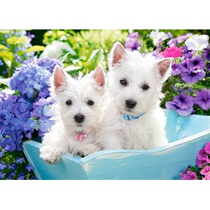 Castorland (B-066100) - "Westie Puppies" - 60 piezas