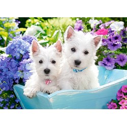 Castorland (B-222032) - "Westie Puppies" - 200 piezas