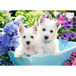 Castorland (B-222032) - "Westie Puppies" - 200 piezas