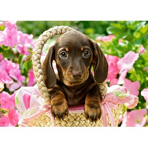 Castorland (B-27514) - "Cute Dachshund" - 260 piezas