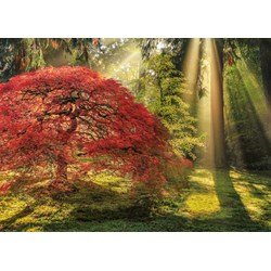 Heye (29855) - Aaron Reed: "Guiding Light" - 1000 piezas