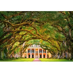 Castorland (C-104383) - "Oak Alley Plantation" - 1000 piezas