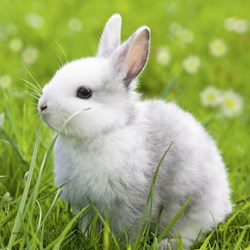 Ravensburger (08041) - "Cute Bunny" - 49 piezas