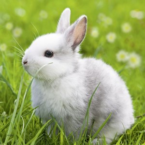 Ravensburger (08041) - "Cute Bunny" - 49 piezas