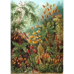 Puzzle Michele Wilson (A736-350) - Ernst Haeckel: "Ernst Haeckel" - 350 piezas