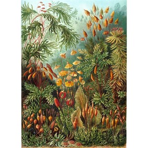 Puzzle Michele Wilson (A736-350) - Ernst Haeckel: "Ernst Haeckel" - 350 piezas