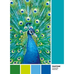Clementoni (39495) - "Turquoise Peacock" - 1000 piezas