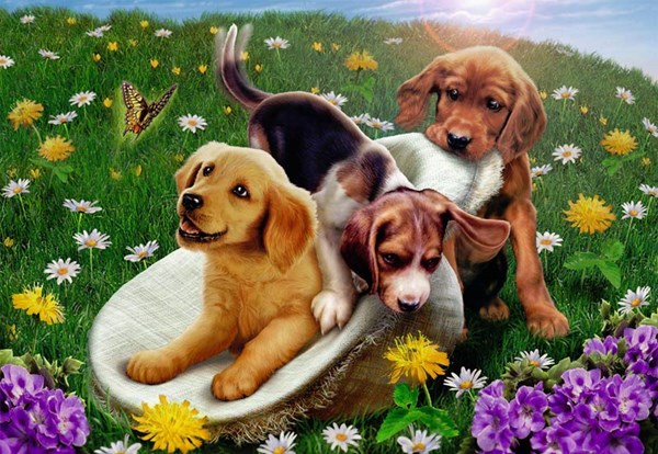 Ravensburger (05428) - Andrew Farley: "Frolicking Puppies" - 24 piezas