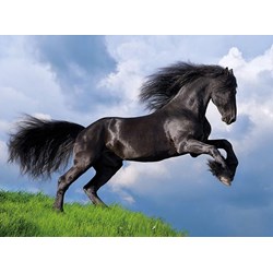 Clementoni (35071) - "Black Horse" - 500 piezas