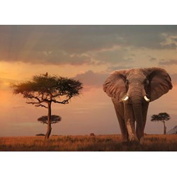 Ravensburger (15159) - "Elefant in Masai Mara Nationalpark" - 1000 piezas