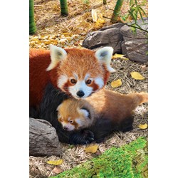Eurographics (8251-5557) - "Red Pandas" - 250 piezas