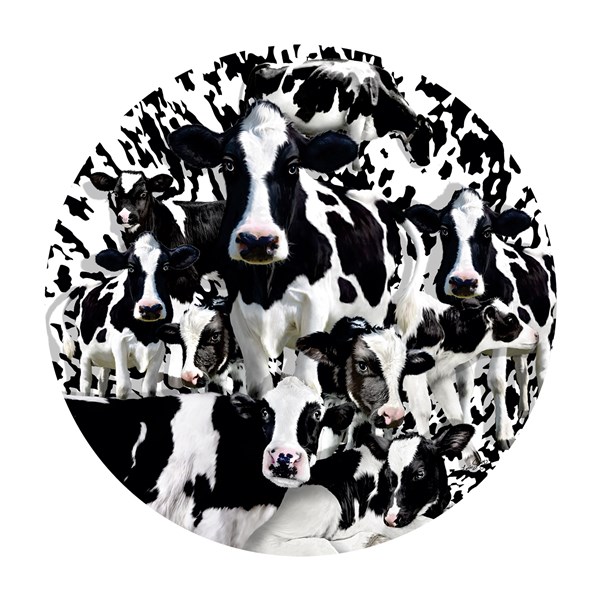 SunsOut (35102) - Lori Schory: "Herd of Cows" - 1000 piezas