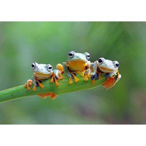 Bluebird Puzzle (70294) - "Friendly Frogs" - 500 piezas