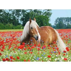 Ravensburger (14831) - "Horse in the Poppy Field" - 500 piezas