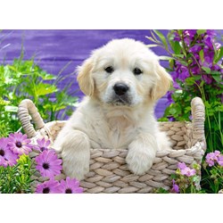 Ravensburger (14829) - "Sweet Golden Retreiver" - 500 piezas