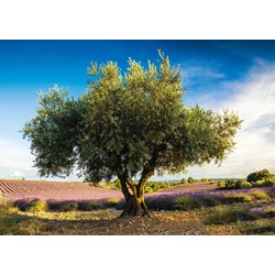 Schmidt Spiele (58357) - "Olive Tree in Provence" - 1000 piezas