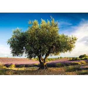 Schmidt Spiele (58357) - "Olive Tree in Provence" - 1000 piezas