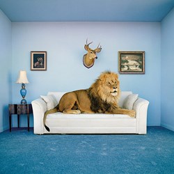 Clementoni (38500) - "The Master of the house" - 250 piezas