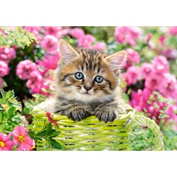Castorland (B-52974) - "Kitten in Flower Garden" - 500 piezas