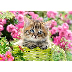 Castorland (B-52974) - "Kitten in Flower Garden" - 500 piezas
