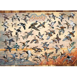 Cobble Hill (80263) - David A. Maass: "Ducks of North America" - 1000 piezas