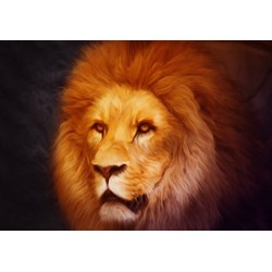 Grafika (01486) - "Lion" - 1000 piezas