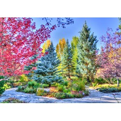 Grafika (t-00852) - "Colorful Forest, Colorado, USA" - 1500 piezas