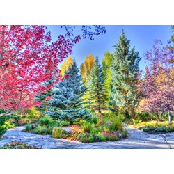 Grafika (t-00853) - "Colorful Forest, Colorado, USA" - 1000 piezas