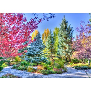Grafika (t-00853) - "Colorful Forest, Colorado, USA" - 1000 piezas