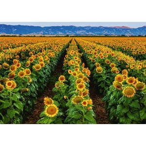 Ravensburger (15288) - Susan Taylor: "Field of Sunflowers" - 1000 piezas