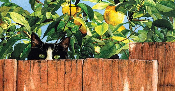 SunsOut (50968) - "Sylvester" - 500 piezas