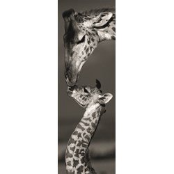 Dino (54537) - "Giraffes" - 1000 piezas