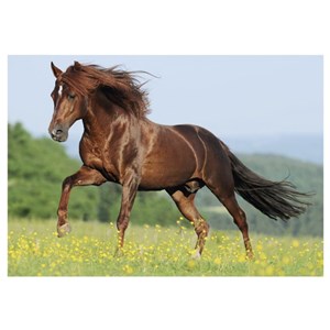 Dino (50241) - "Horse in a Meadow" - 500 piezas